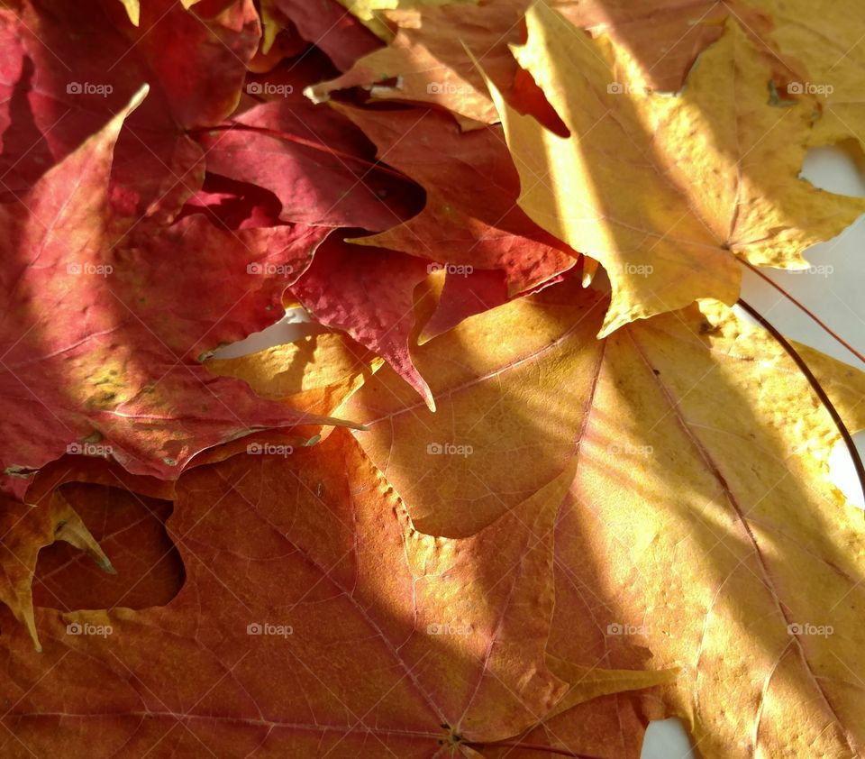 fall's colors and shadows