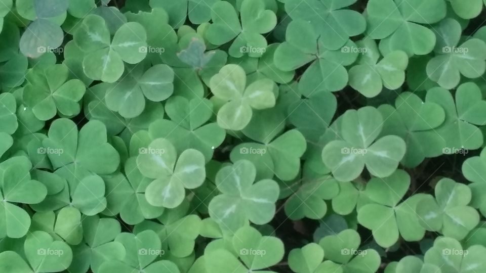 A bed of clover.