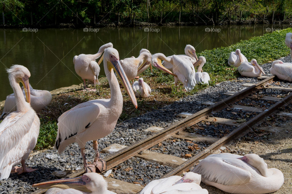 Group of pelicans on a railroad
