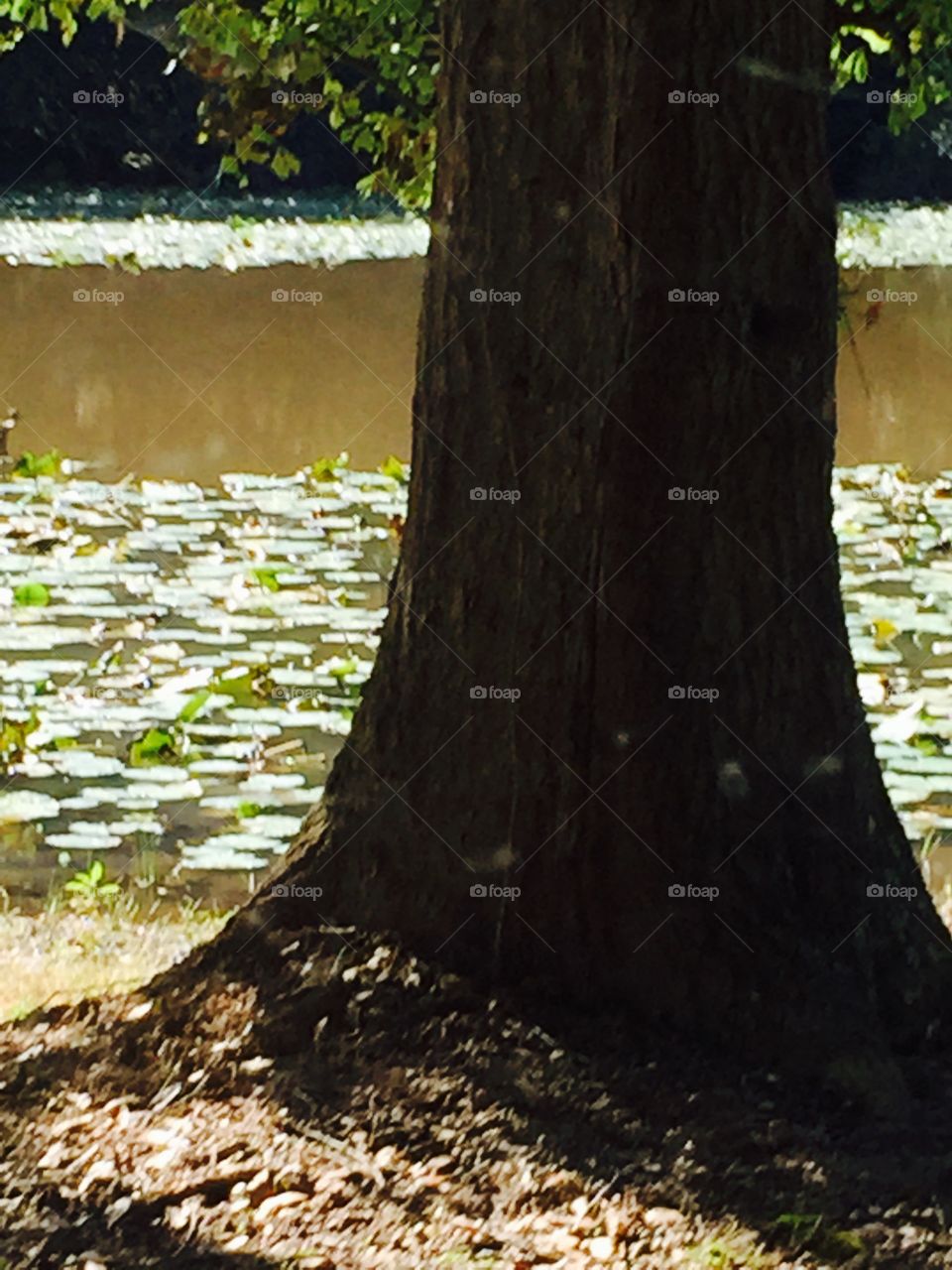 Big tree in the forefront of water with lily pads in the country.