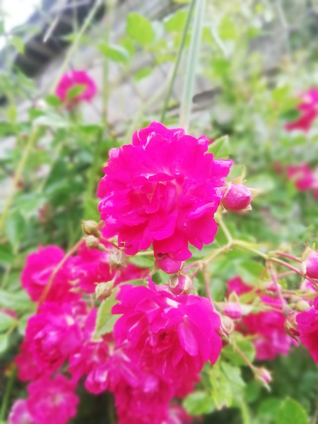 Blumen