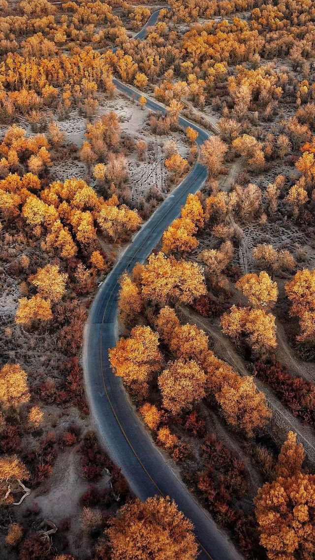 yellow Leaf