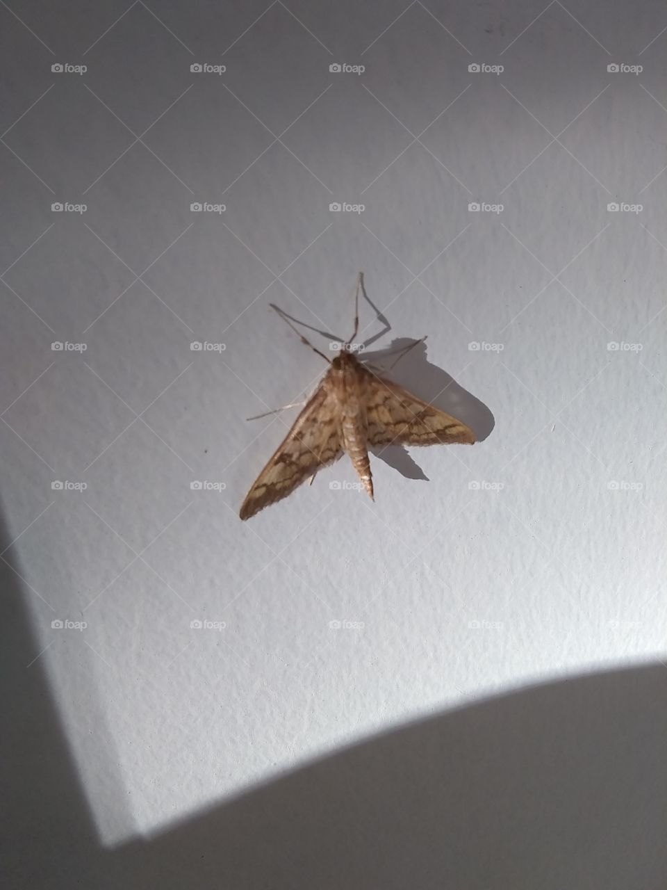 moth