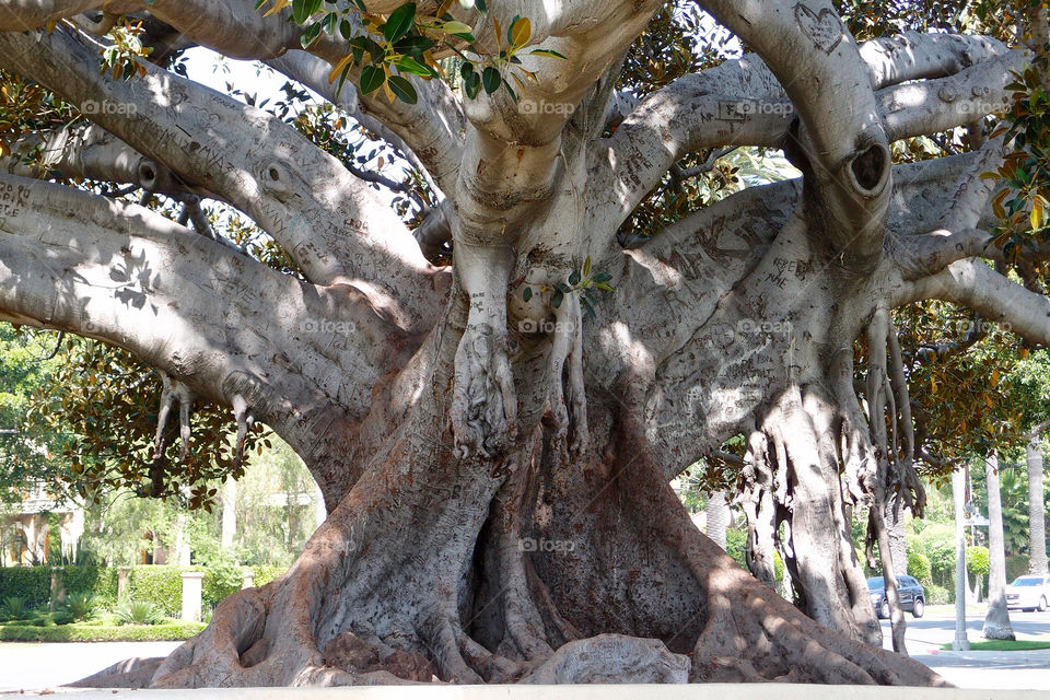 nature tree leaves old by lenusik