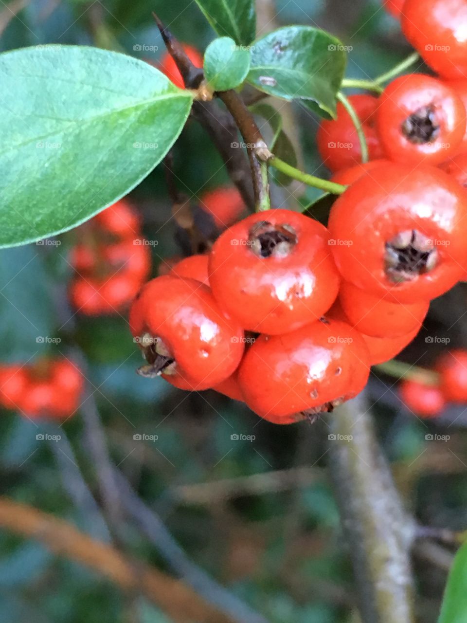 Berries 