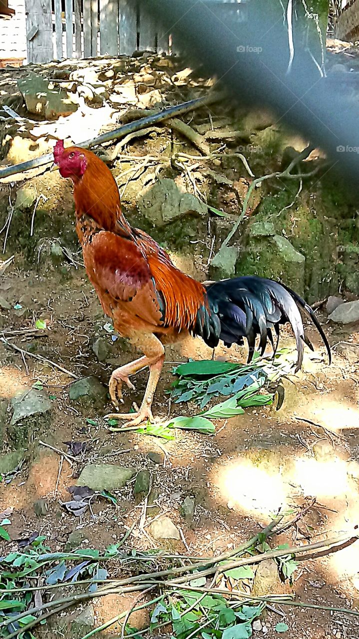 RURAL ANIMAL Rooster