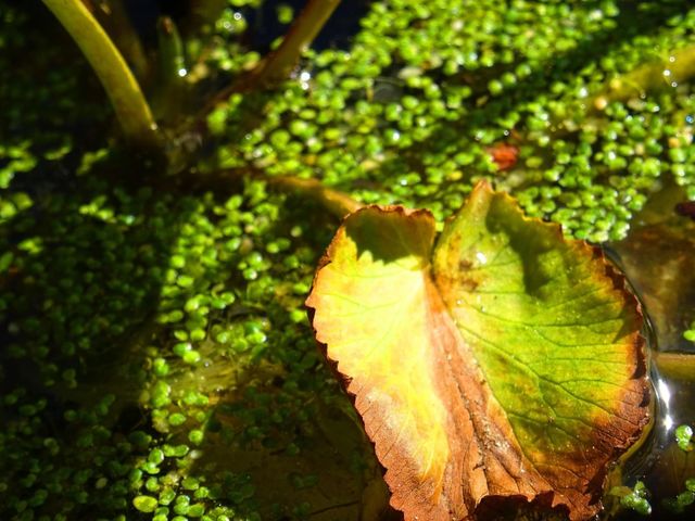 Pond life