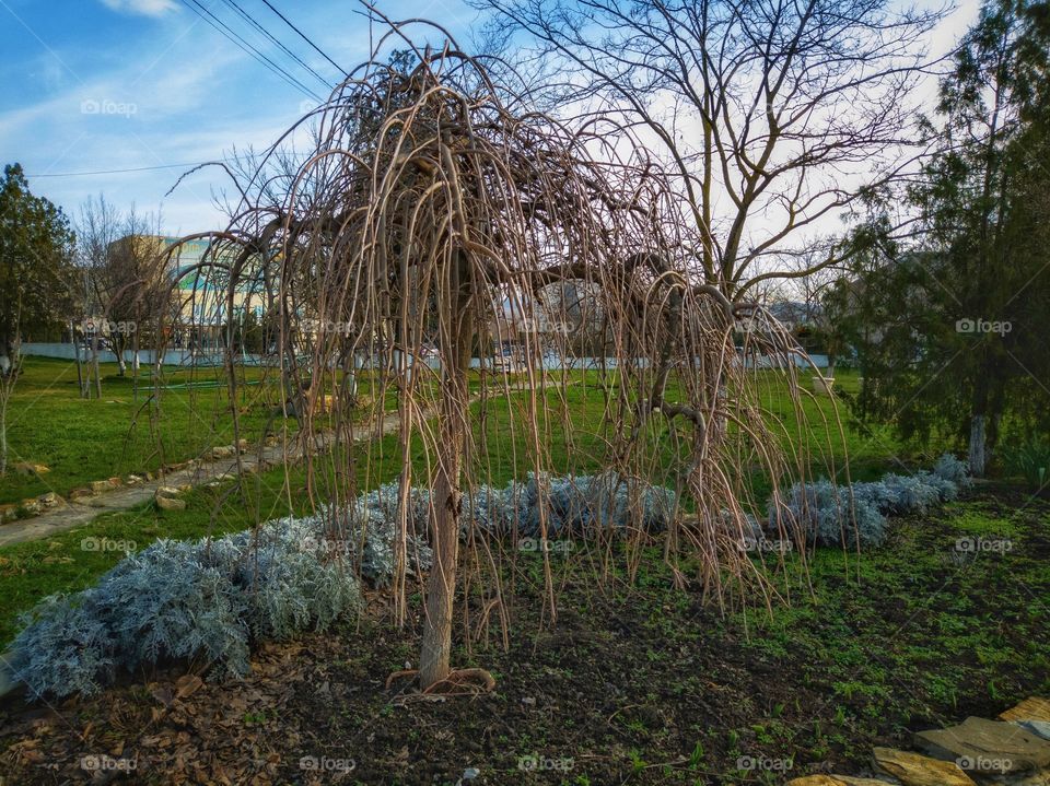 An unusual tree is growing in the park.