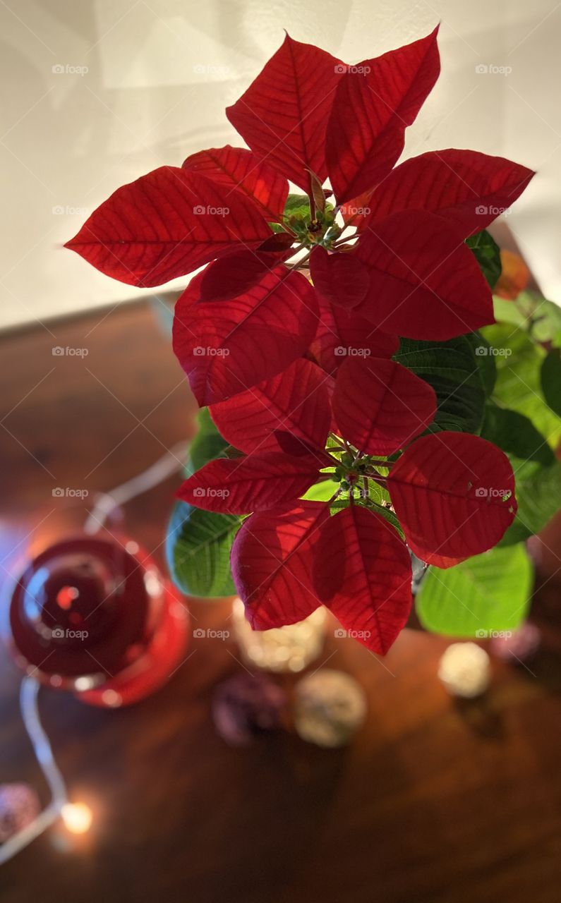 Red Poinsettia, table setup for festive vibes along with red lantern and fairy lights. 