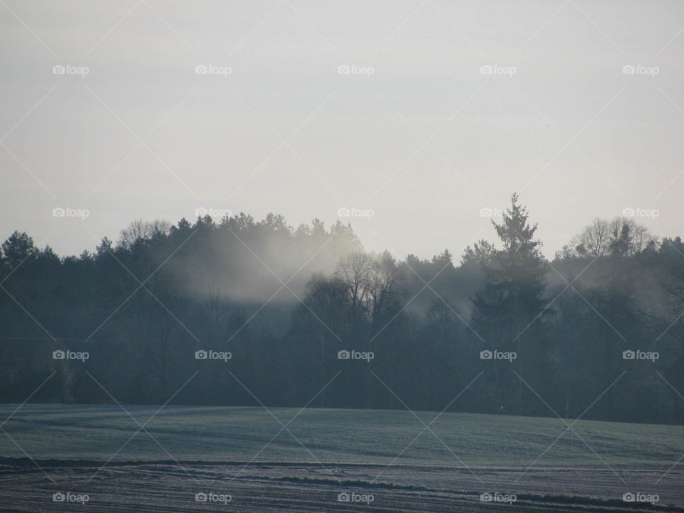 Forest, fog, fields