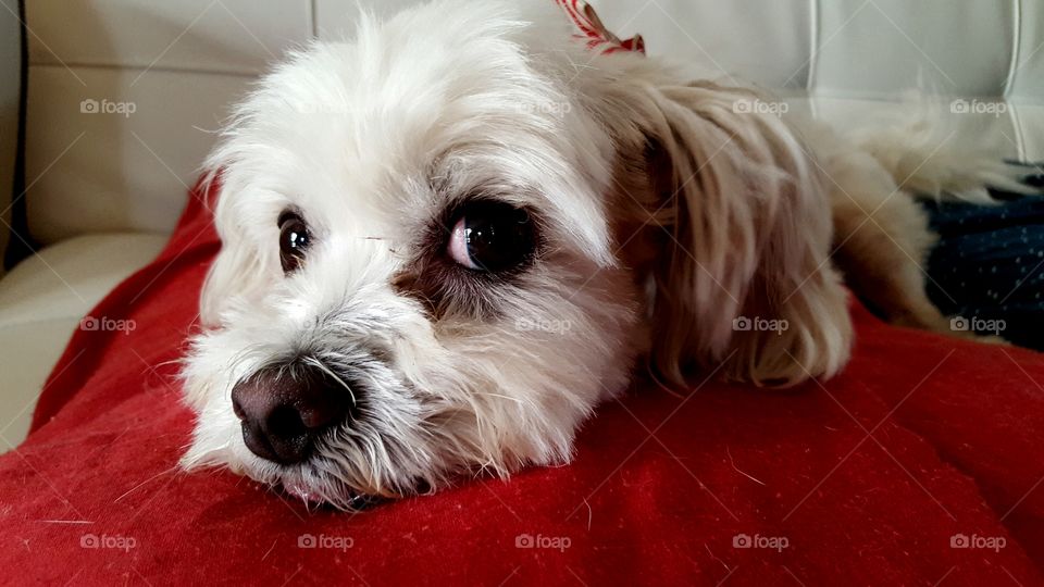 Cute Maltese shitzu dog