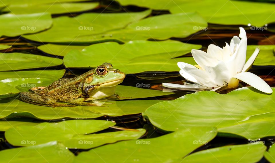 The arum frog, Horstock's arum-frog, arum lily frog, or Horstock's reed frog is a species of frog in the family Hyperoliidae. It is endemic to South Africa.