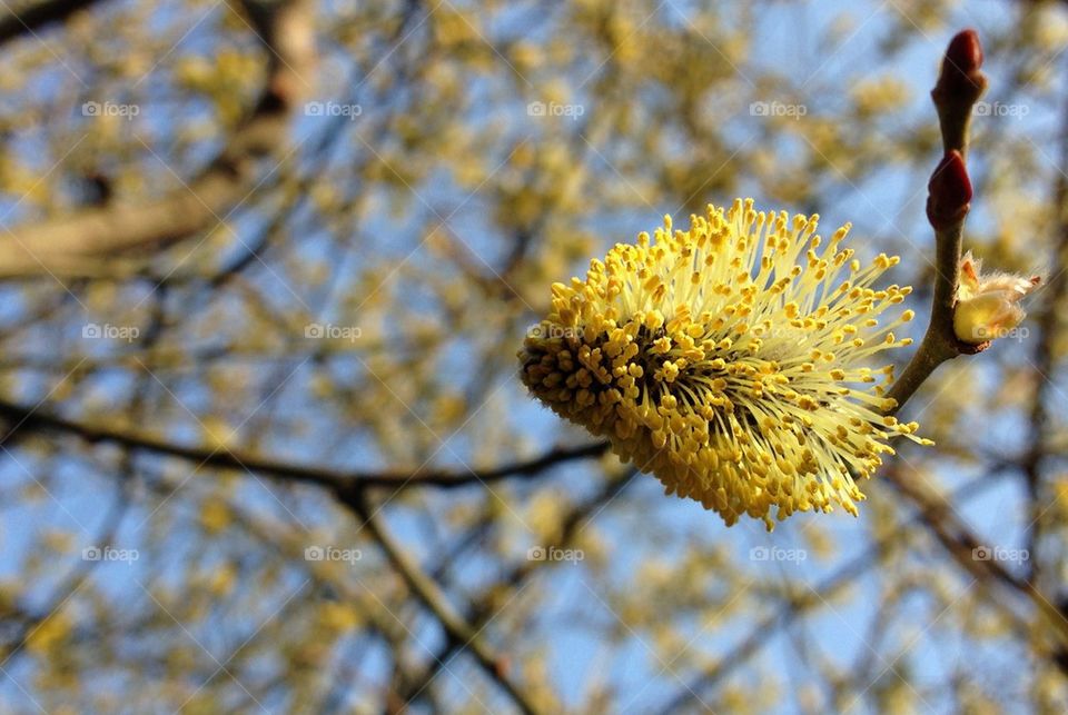 Close-up of yellow flower