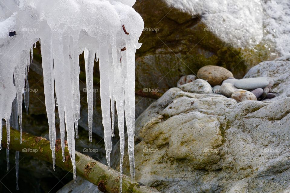 Icicles in winter