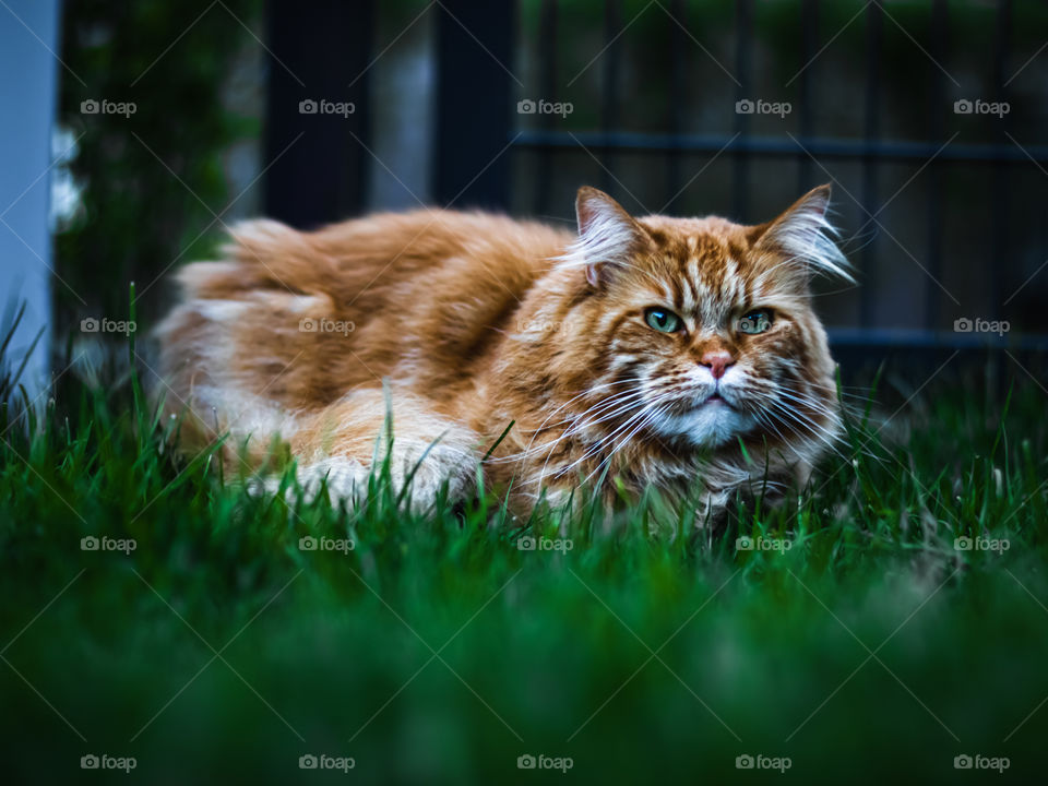 Red cat with green eyes in a garden