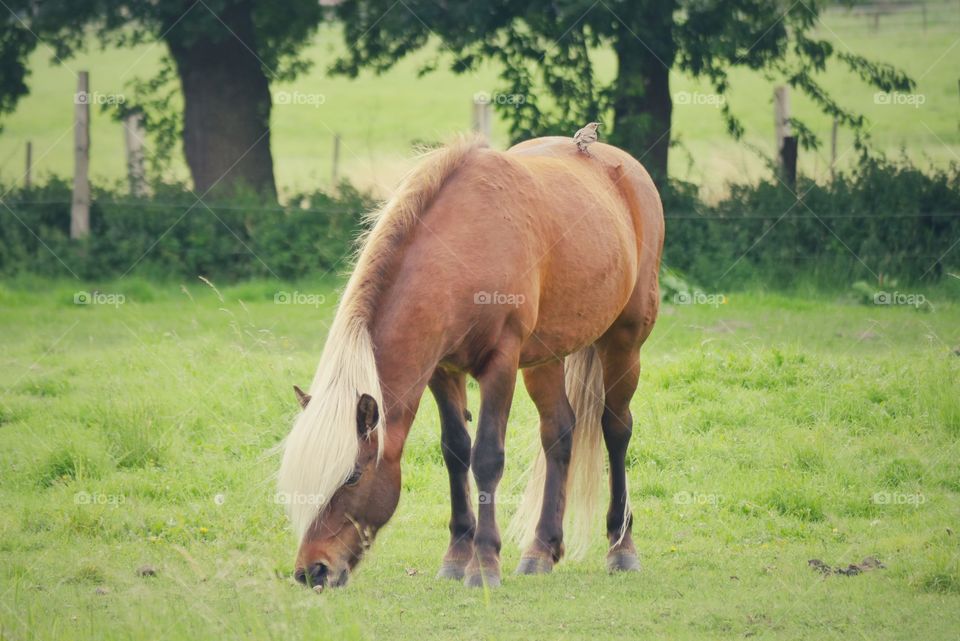 Horse on pasture