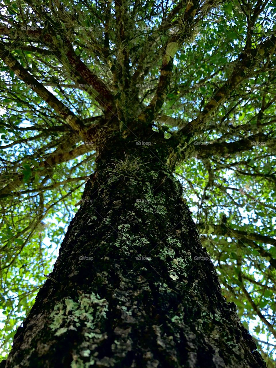 A 35 foot water oak stands tall against the blue sky, with its branches reaching out for more. 