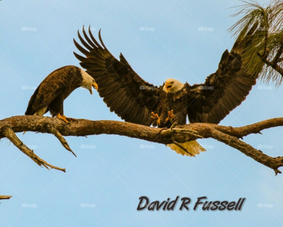 duke eagles florida USA
