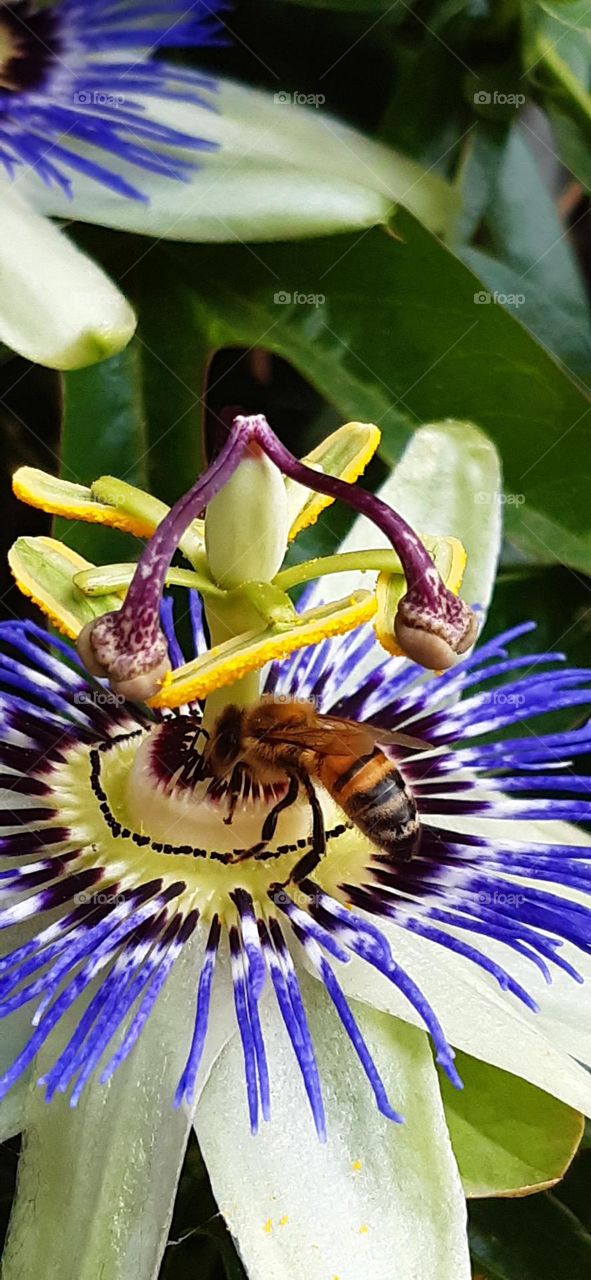 passiflora