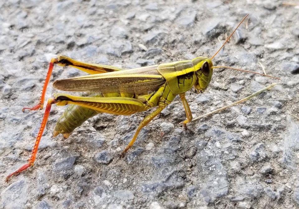 A Good Looking Grasshopper