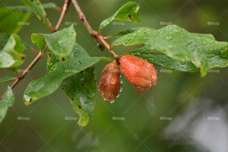 Pomegranade