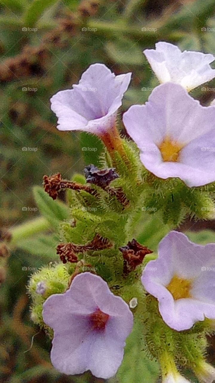 wild flowers - Flores silvestre