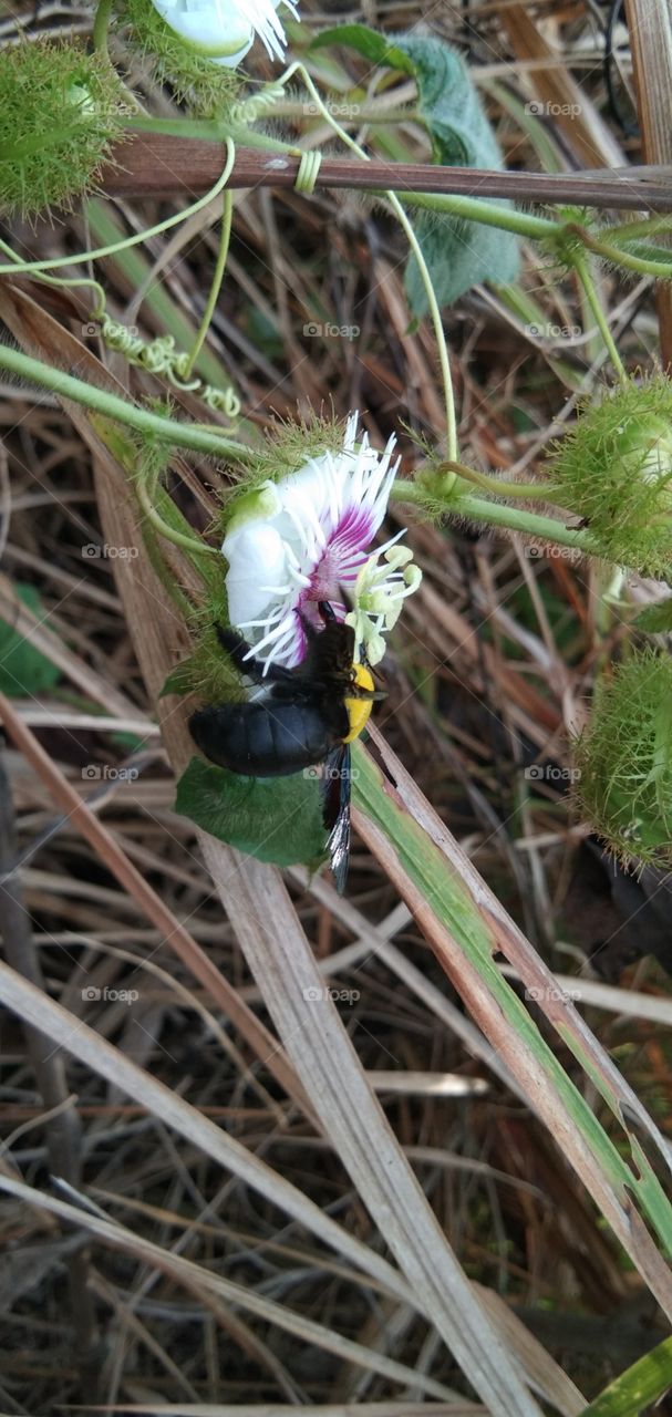 Symbiosis mutualism of Passiflora foetida and Coleoptera. Rambusa flower and black beetle