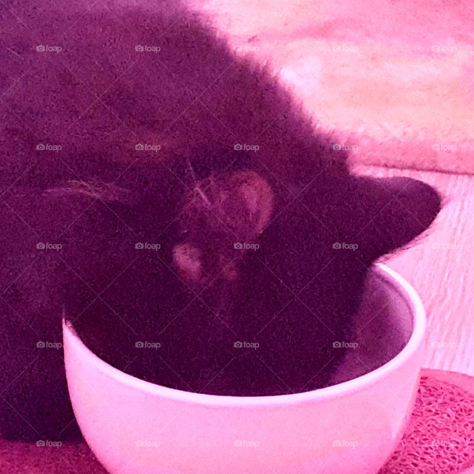 Cat eats tasty meat. supper