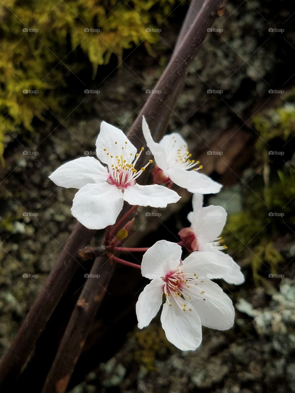 Pretty cherry blossoms during the spring season.