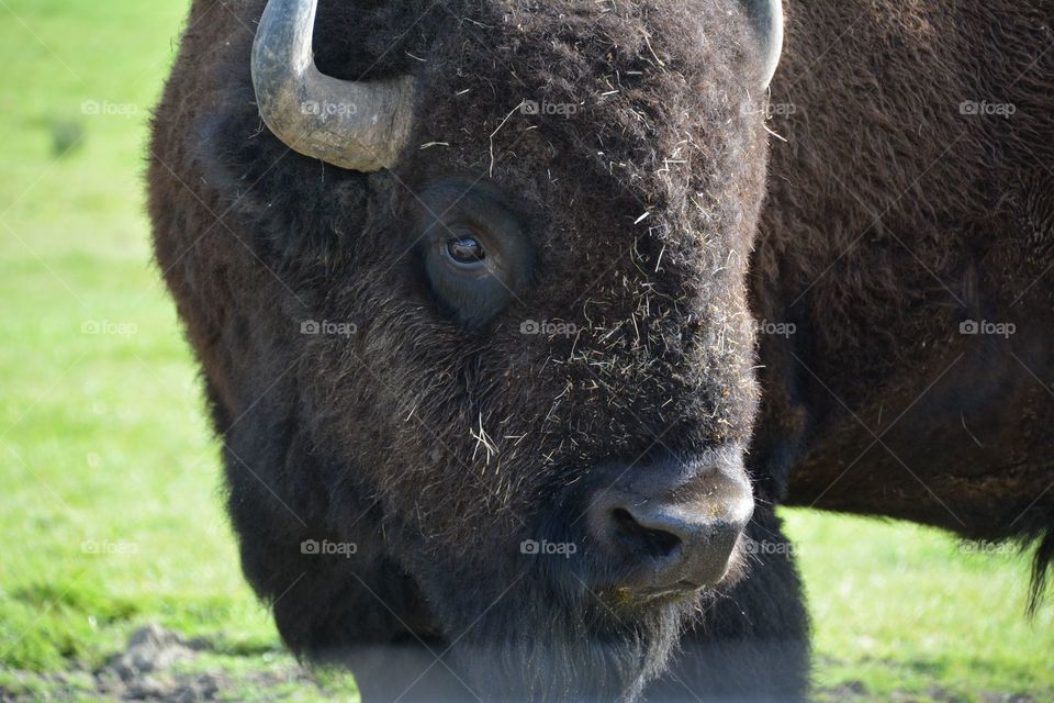 Close up of bison 