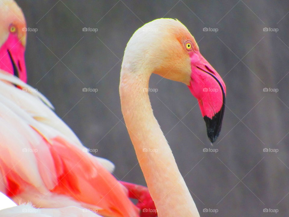 Pink Flamingo in Florida