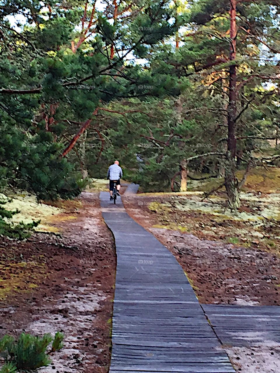 Bicycles on wooden trall!