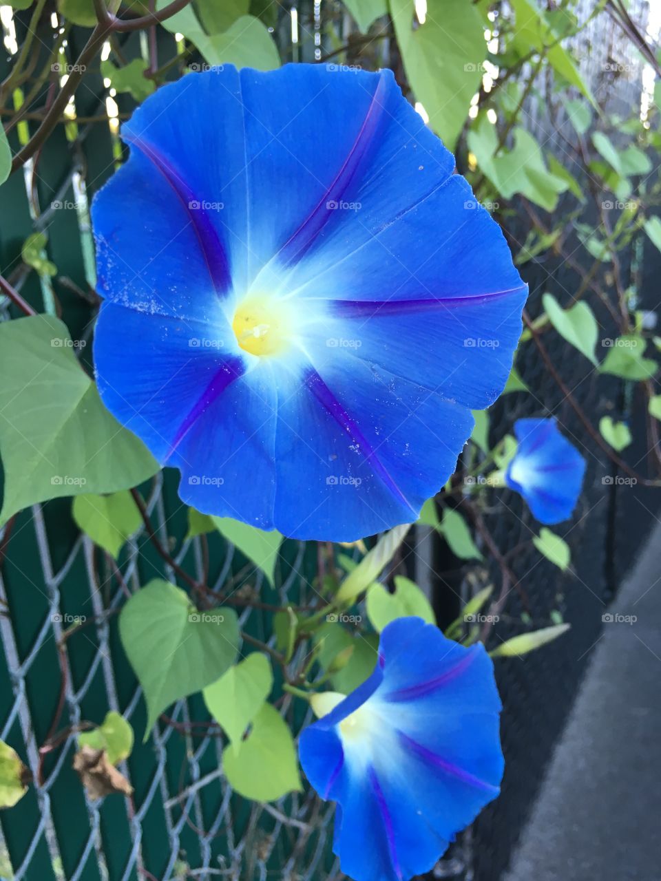 Blue morning glory