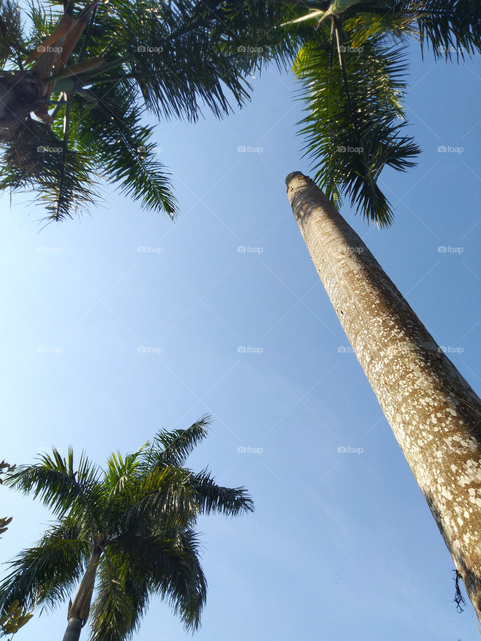 Towering palm trees
