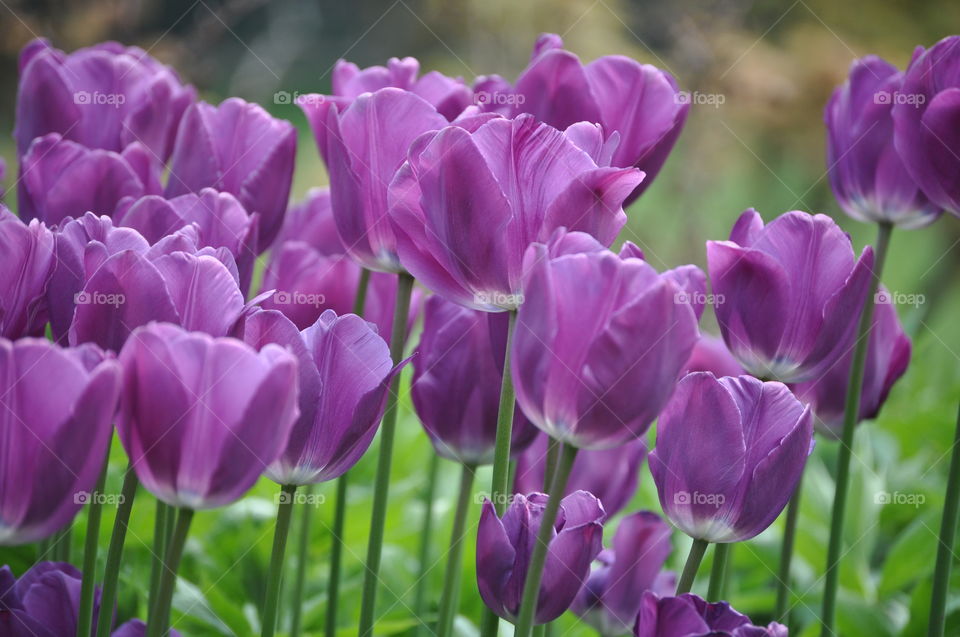 Purple Tulips. It was springtime and all the flowers were blooming in the flowerbeds