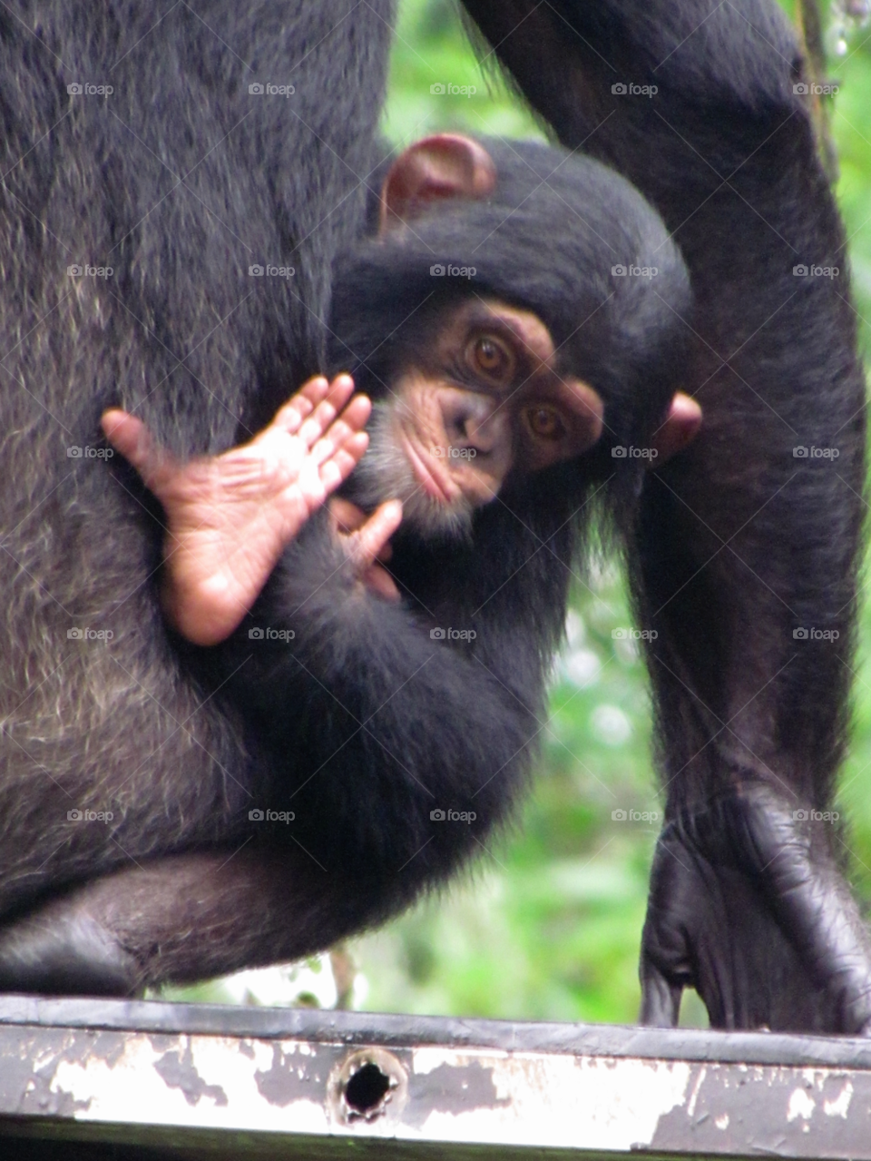 Primate, Ape, Monkey, Mammal, Chimpanzee