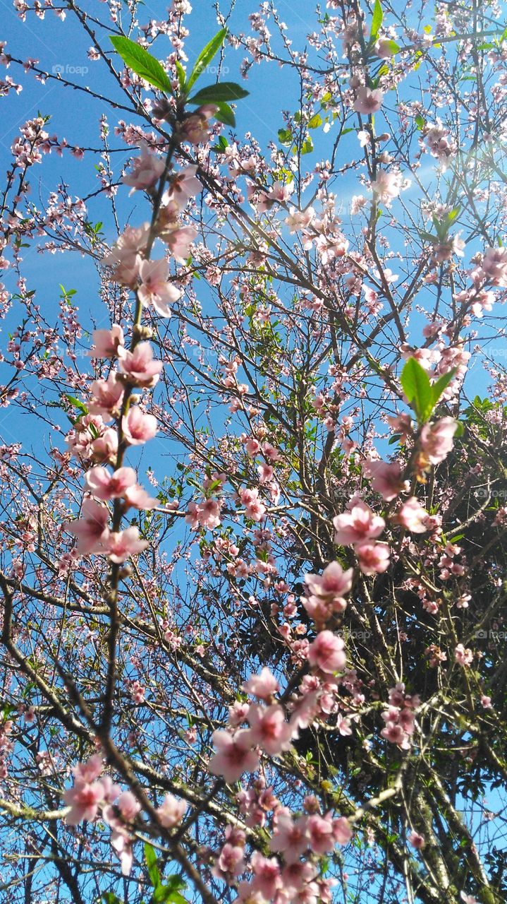 peach-tree flowers