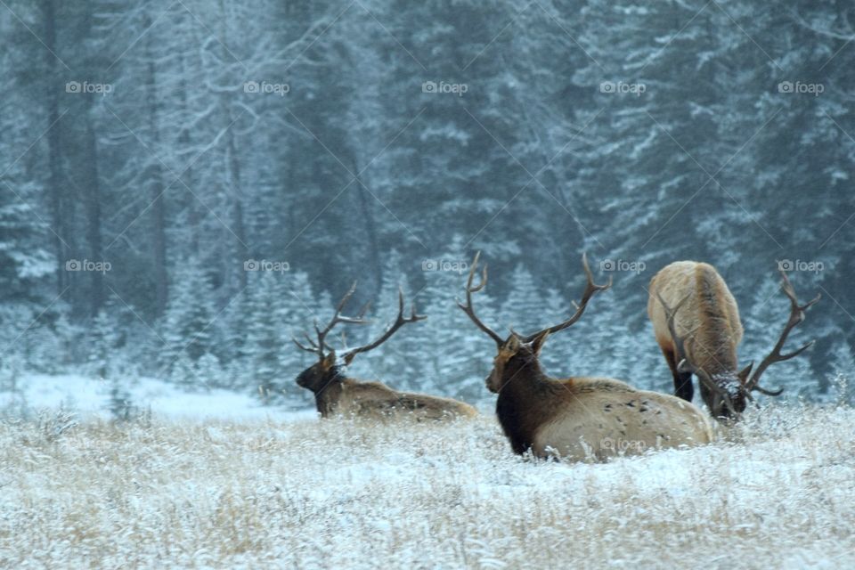 View of elks in forest during winter