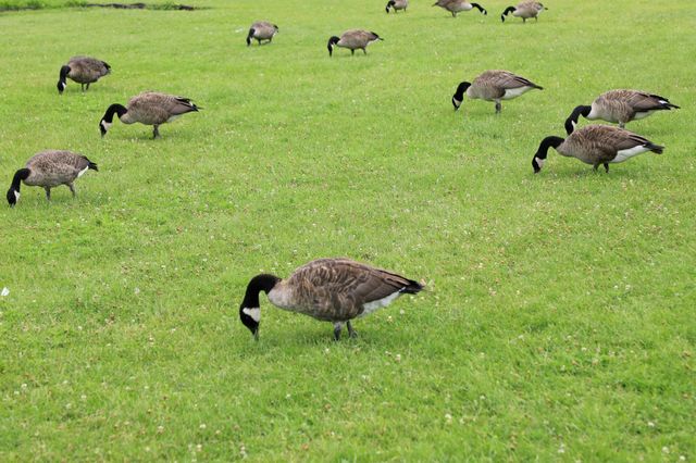 Canada geese grazing on the meadow