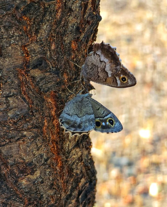 Butterfly Lovers