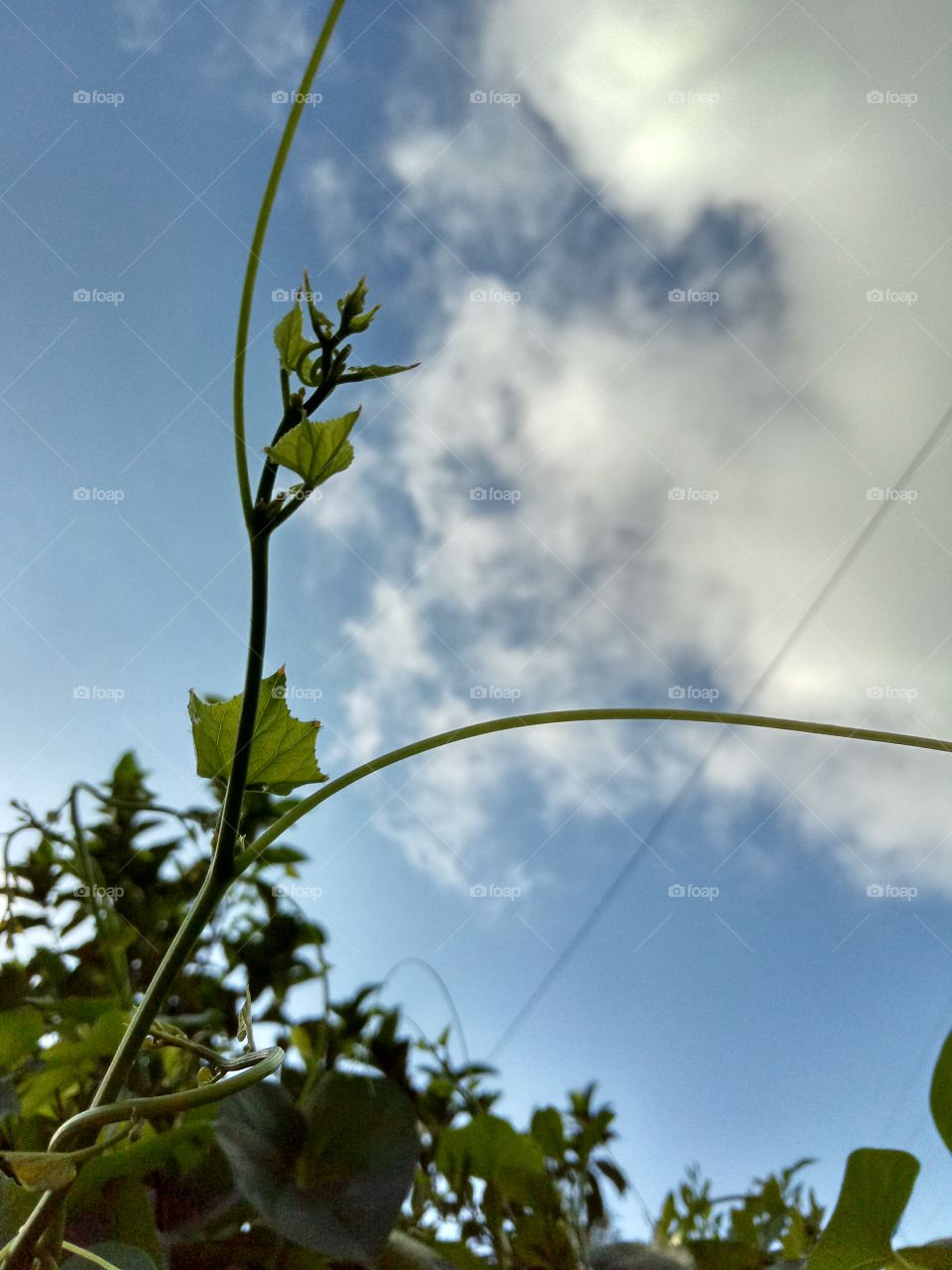 plants and sky