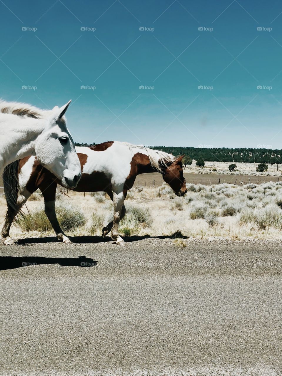 Horses walking down the road in New Mexico