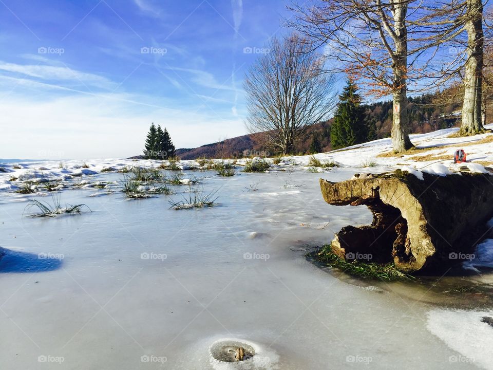 Frozen log in the lake