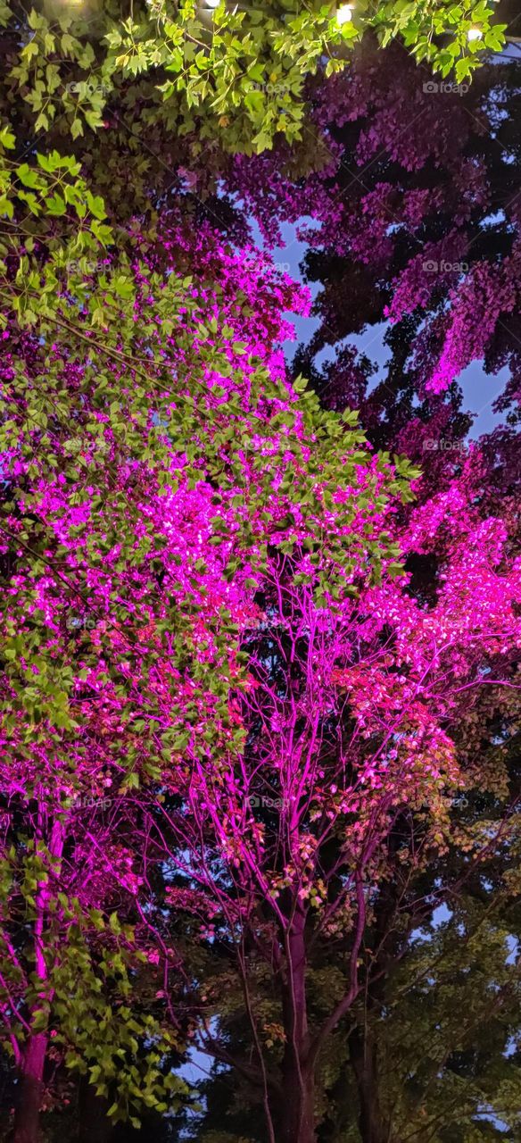 autumn illumination in the park