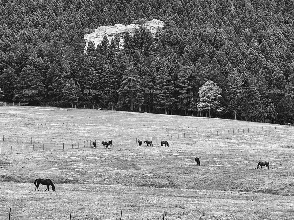 A huge field of horses with a contrasting backdrop in black and white