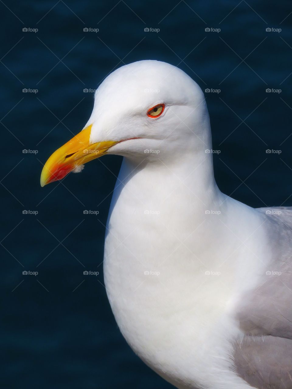 Seagull