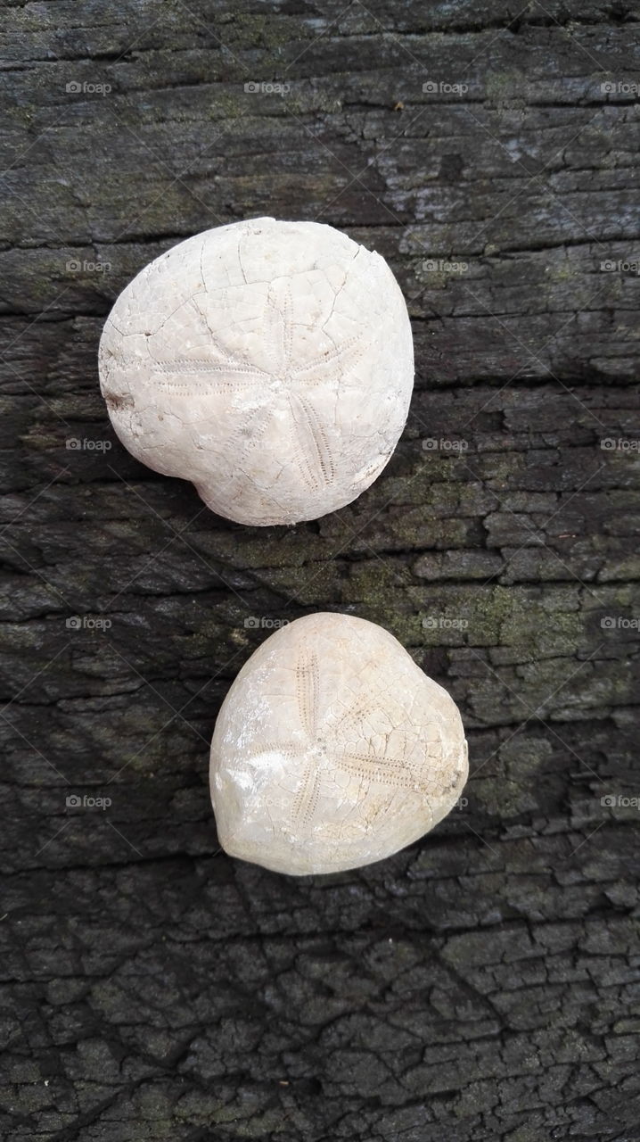 two white stones with marks on the wood