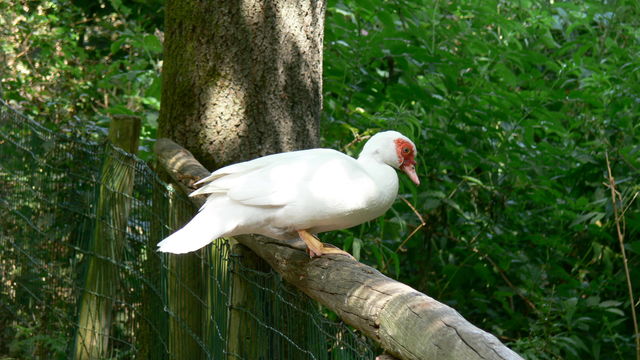 Gans