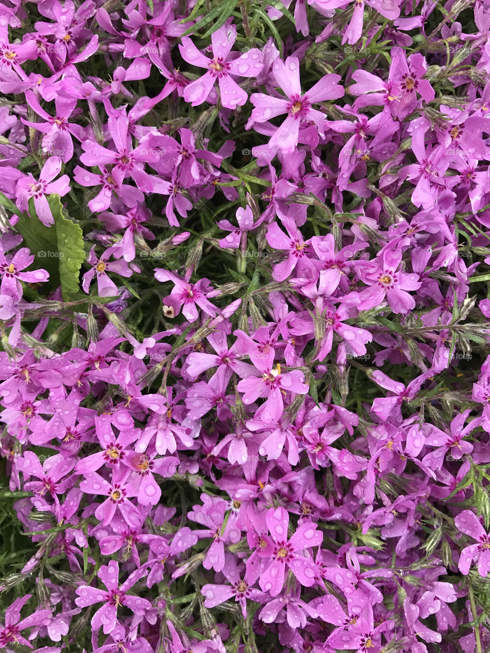 Purple flowers 