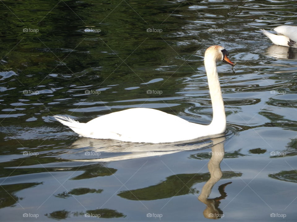 Swimming Past